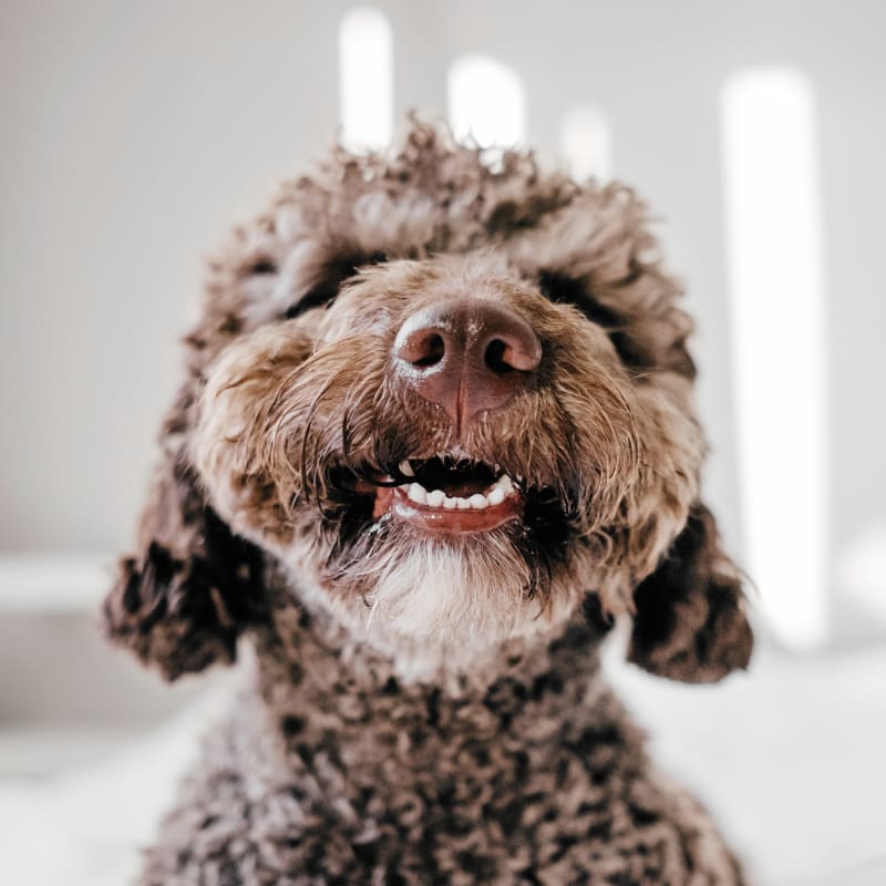 happy dog after visit pet dentist